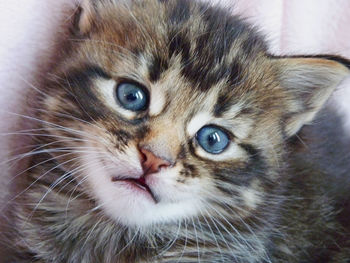 Close-up portrait of cat