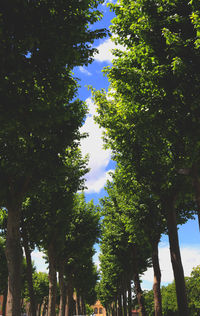 Low angle view of trees in forest