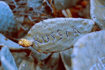 Close-up of frozen mushroom