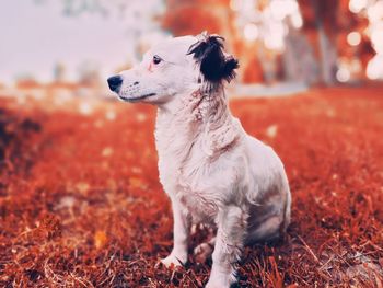 Dog looking away on field