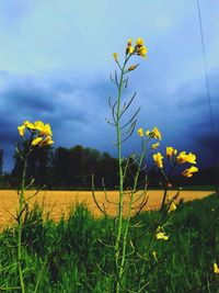 Close-up of yellow flowering plants on field against sky