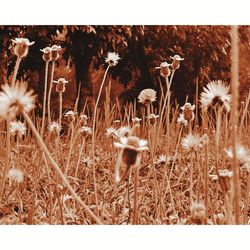 Close-up of flowering plants on field