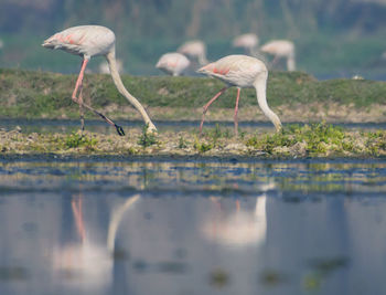 Birds in a lake