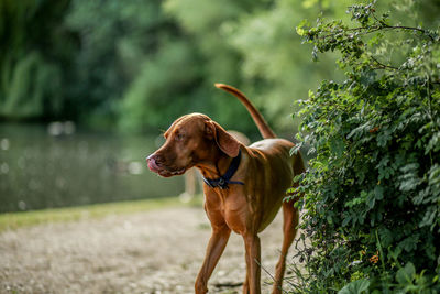 Close-up of dog