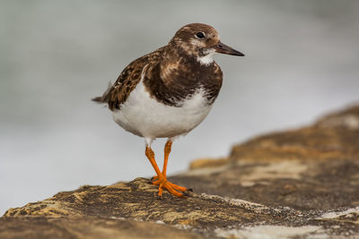 Close-up of bird perching on rock