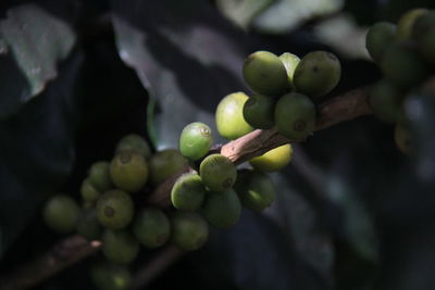 Close-up of grapes growing in vineyard