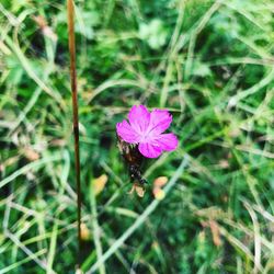 Close-up of pink flower blooming outdoors