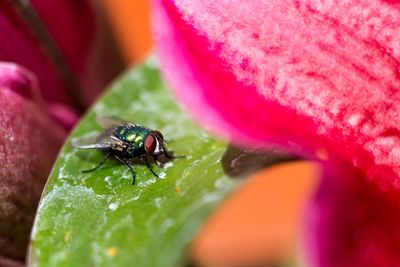 Close-up of fly on flower