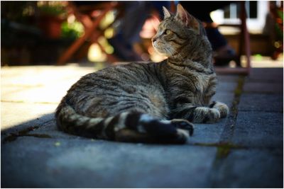 Cat sleeping on footpath