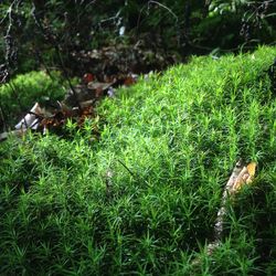 Plants growing on grassy field