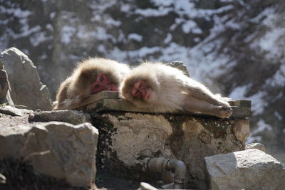 Monkey on snow