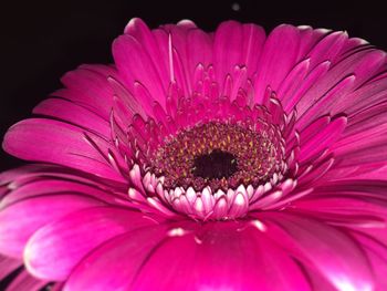 Close-up of pink flower blooming outdoors