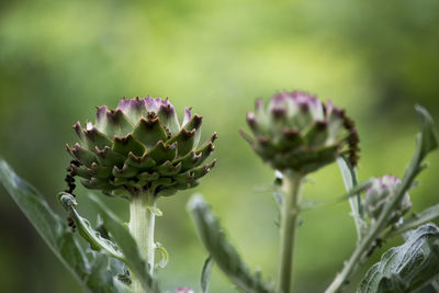 Close-up of purple flowering plant