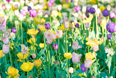 Close-up of purple flowering plants in park