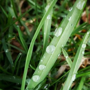 Close-up of wet grass