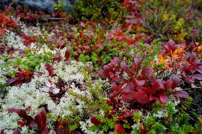 High angle view of flowering plants on land