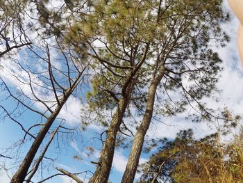 Low angle view of trees against sky