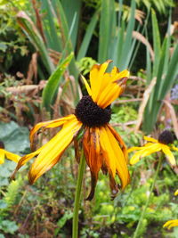 Close-up of yellow daisy blooming in field