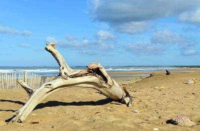 Driftwood on beach against sky