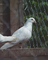 Close-up of bird perching on fence