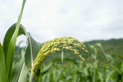 Close-up of crops growing on field against sky