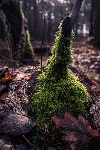 Close-up of tree