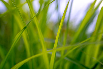 Close-up of grass growing on field