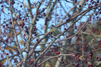 Close-up of bird perching on tree