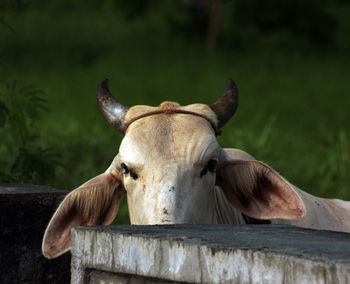 Close-up portrait of a horse