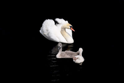 Close-up of swan swimming in lake