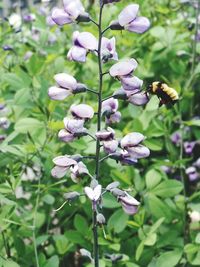 Close-up of purple flowers