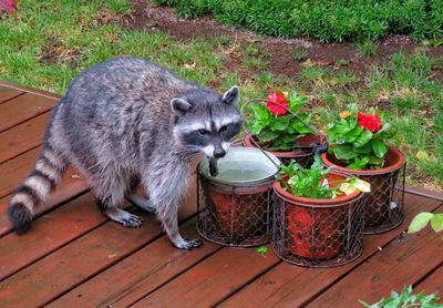 High angle view of cat in flower pot