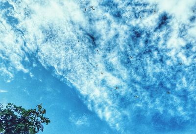 Low angle view of bird against sky
