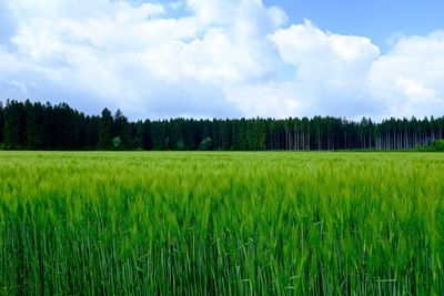 Scenic view of wheat field against sky