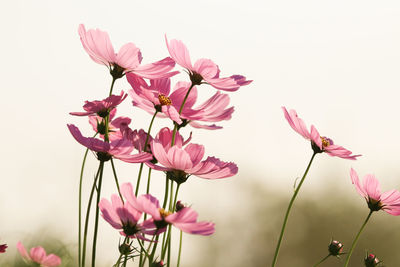 Cosmos flowers soft petal with wind sepia color beautiful in nature morning