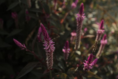 Close-up of pink flowering plant