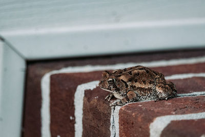 Close-up of a toad on wall