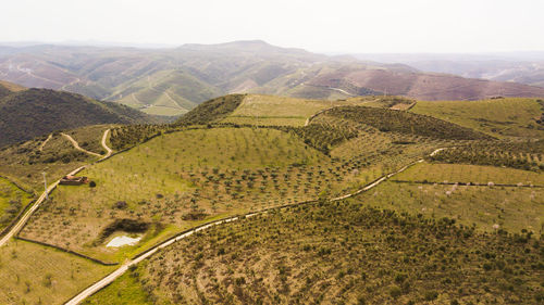 Scenic view of landscape with olive trees against sky