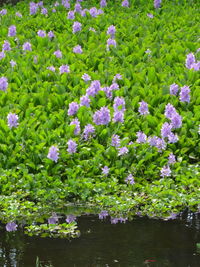 Close-up of purple flowering plants by lake