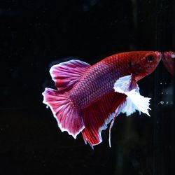Close-up of fish swimming in sea