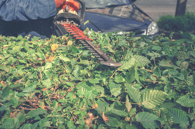 Low section of person on leaves
