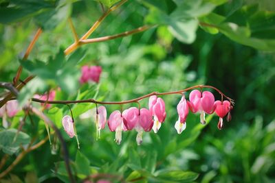 Close-up of pink flowering plants