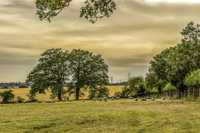 Trees on field against sky