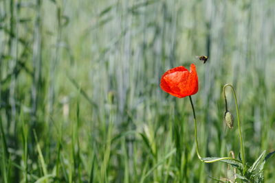 Close-up of poppy blooming outdoors