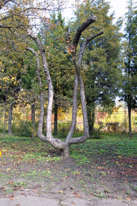 Trees in forest