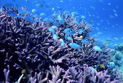 A large group of blue small fishes over purple coral