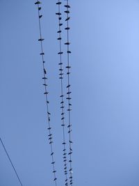 Low angle view of birds perching on cables against clear blue sky