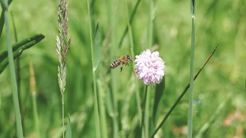 Close-up of bee on flower