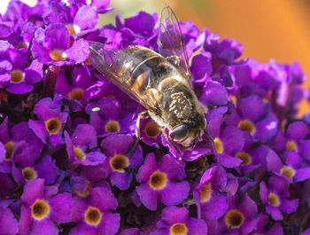 Close-up of honey bee on pink flower