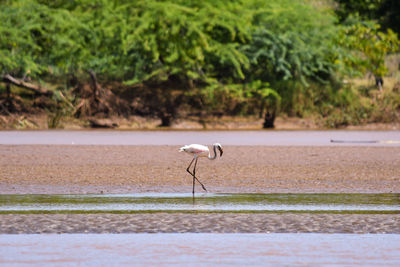 Side view of a bird on water